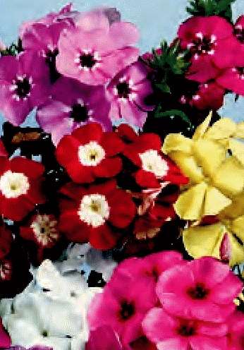 PHLOX DRUMMONDI ALTO MISCUGLIO GR.5