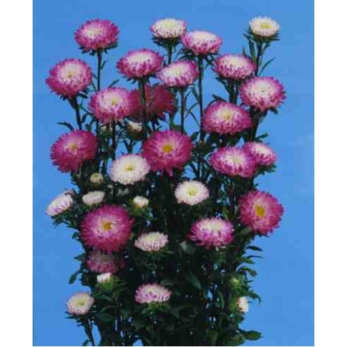 ASTER SOL LEVANTE ROSA E BIANCO GR.10