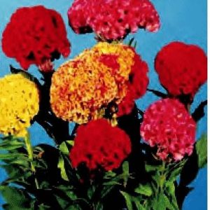 CELOSIA CRESTATA A PUGNO GIALLO NR.1000 SEMI