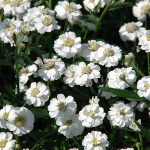 ACHILLEA PTARMICA 5000 semi