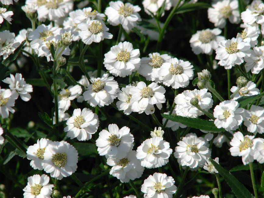 ACHILLEA PTARMICA 5000 semi