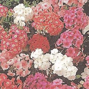 PHLOX DRUMMONDI NANO MISCUGLIO NR.250 SEMI