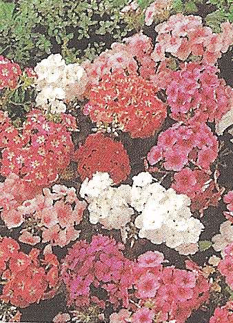 PHLOX DRUMMONDI NANO MISCUGLIO NR.250 SEMI