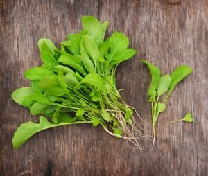 ROCKET OR RUCOLA GARDEN ROCKET COMMON ( EURUCA SATIVA) KG 1