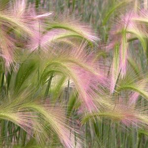 180000 Hordeum jubatum green, c.s