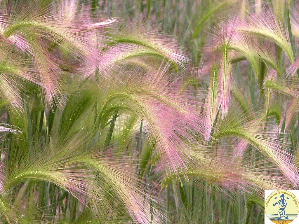 180000 Hordeum jubatum green, c.s