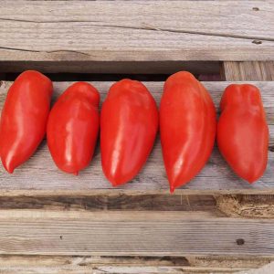 POMODORO SAMARCANDA NR.1000 SEMI