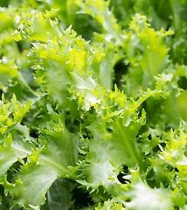 ENDIVIE CURLED ( CICHORIUM ENDIVIA) DE RUFFEC KG 1
