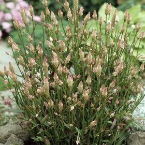 CELOSIA XANTIPPE NR.30 SEMI