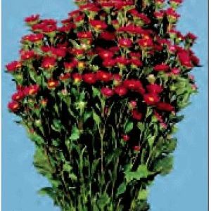 ASTER SERENADE ROSSO NR.5000