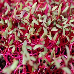 BIETOLA VULGARIS CONDITIVA TONDA ROSSA 1 BUSTA EURO 1