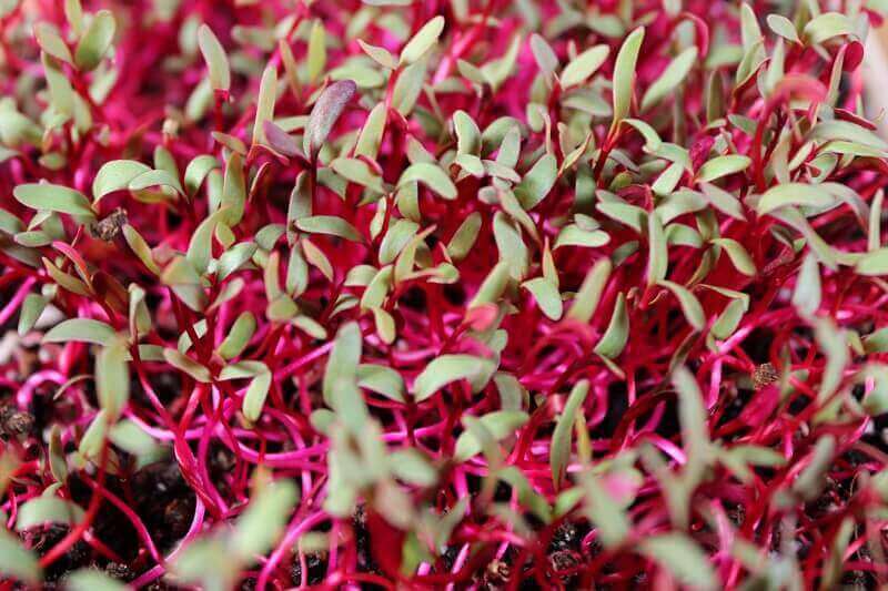 BIETOLA VULGARIS CONDITIVA TONDA ROSSA 1 BUSTA EURO 1