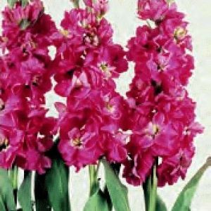 VIOLACCIOCCA DI NATALE ROSA VIVO NR.1000 semi