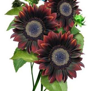 GIRASOLE CHOCCOLATE  50 SEMI EURO 1