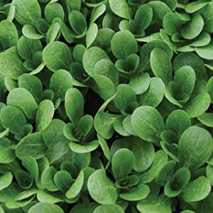 CORN SALAD ( VALERIANELLA LOCUSTA) VOLHART 3 ( VERT A CUOR PLEIN 3 )  KG 1