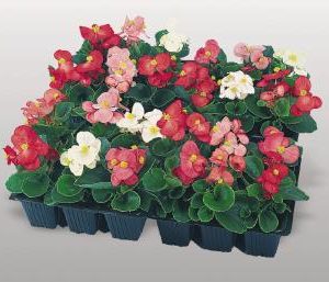 BEGONIA SUPER OLIMPIA MIX NR.1000 SEMI PELLET