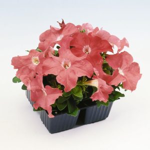 PETUNIA LIMBO SALMONE NR.1000 SEMI PILL.