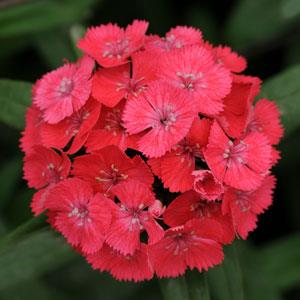 DIANTHUS SWEET ROSA SALMONE 1000 SEMI