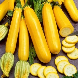ZUCCHINO A BANANA F1 NR.20 SEMI
