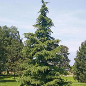 CEDRO - CEDRUS DEODARA