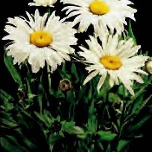 MARGHERITONE BIANCO ALASKA GR.25