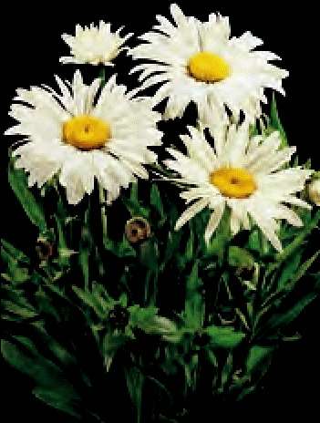 MARGHERITONE BIANCO ALASKA GR.25