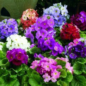 PRIMULA LIBRE MIX NR.1000 SEMI