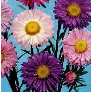 ASTER SAN MARTINO MISCUGLIO GR.10