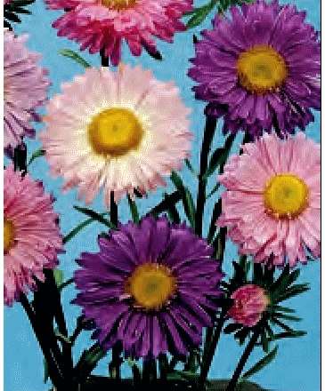 ASTER SAN MARTINO MISCUGLIO GR.10