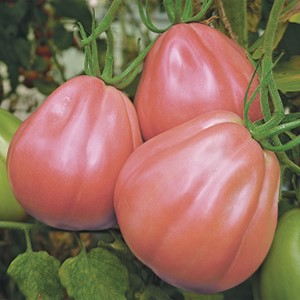 POMODORO ROSA BRANDYWINE NR.200 SEMI