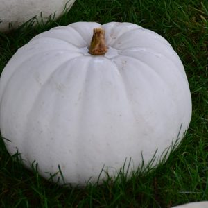 ZUCCA LUMINA BIANCO NR.15 SEMI