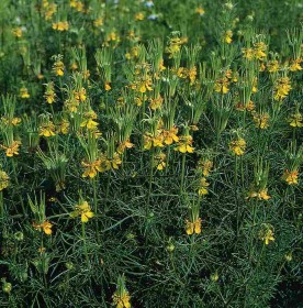 NIGELLA TRASFORMER YELLOW NR.1000 SEMI
