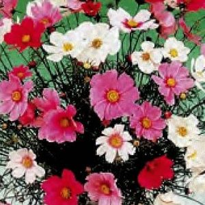 COSMEA VERSAILLES MISCUGLIO GR.25