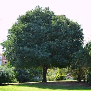 CELTIS AUSTRALIS