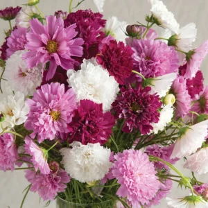 COSMEA DOUBLE CLICK MIX NR.25 SEMI