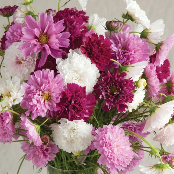 COSMEA DOUBLE CLICK MIX NR.25 SEMI