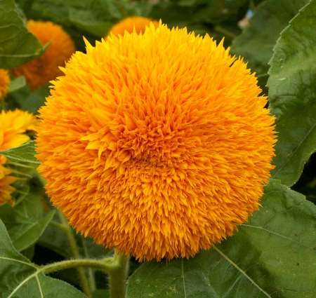 GIRASOLE NANO DOPPIO SUNGOLD NR.200 SEMI