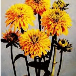 RUDBECKIA DOPPIA GIALLO ORO NR.1000 SEMI