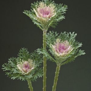 CAVOLO ORNAMENTALE FEATHER KING NR.1000 SEMI