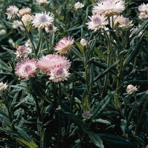 ELICRISO ROSA ARGENTATO NR.300 SEMI