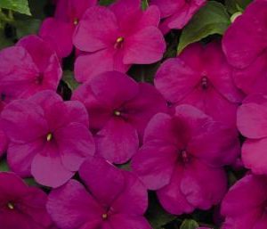 IMPATIENS LOLLIPOP VIOLETTO NR.1000 SEMI