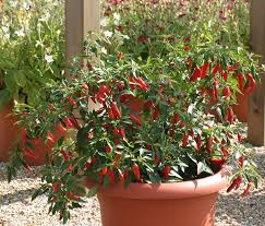 PEPERONCINO PICCANTE APACHE NR.1000 SEMI