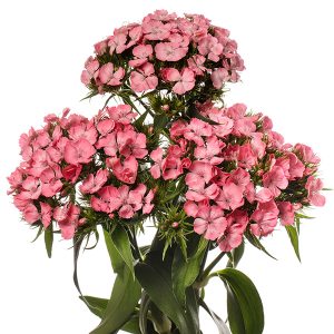 GAROFANO BARBIENNE ROSA PINK NR.1000 SEMI (DIANTHUS)