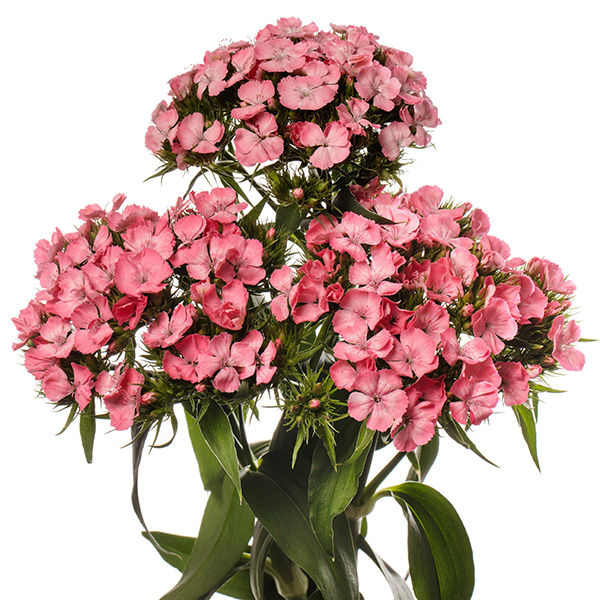 GAROFANO BARBIENNE ROSA PINK NR.1000 SEMI (DIANTHUS)