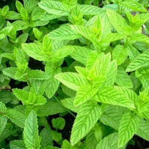MENTA MAROCCHINA NR.100 SEMI