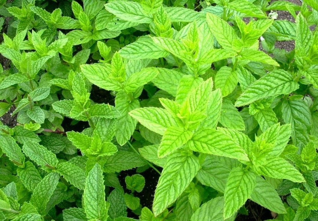 MENTA MAROCCHINA NR.O.5 GR