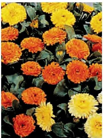 CALENDULA BON BON YELLOW 1000 SEMI