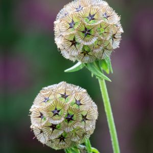 SCABIOSA STELLATA NR.30 SEMI