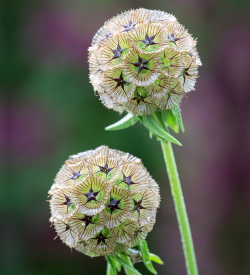 SCABIOSA STELLATA NR.30 SEMI