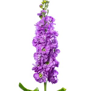 VIOLACCIOCCA ANYTIME LAVANDA NR.1000 SEMI
